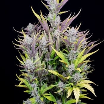 showing Auto-Flowering – Super Strength – Indica-heavy – image 8 – Seed City