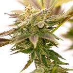 Wedding Cake from Seed City Seeds