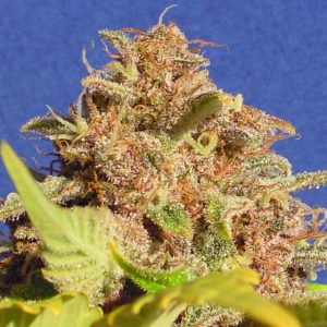 Image 1 of Wedding Cake Auto cannabis by Original Sensible Seeds – Pineapple – Indica Dominant – Feminized – Seed City