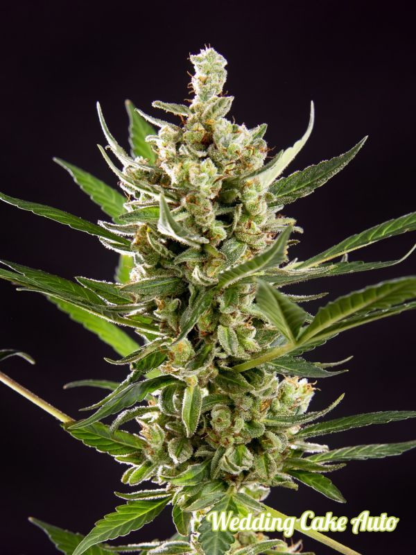 Outdoor – Relaxing – Female seeds – Wedding Cake Auto strain – image 1 – from Philosopher Seeds via Seed City