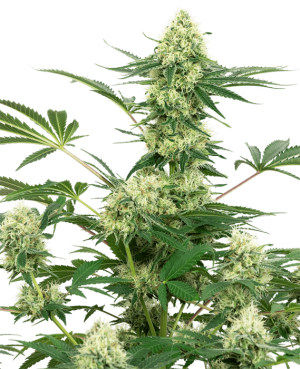 Wedding Cheesecake cannabis seeds – Relaxing – Indica Dominant – 12/12 Photoperiod – image 1 from Seed City