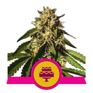 Image 1 of Wedding Gelato cannabis by Royal Queen Seeds – Relaxing – Beginning of October – Outdoor – Seed City