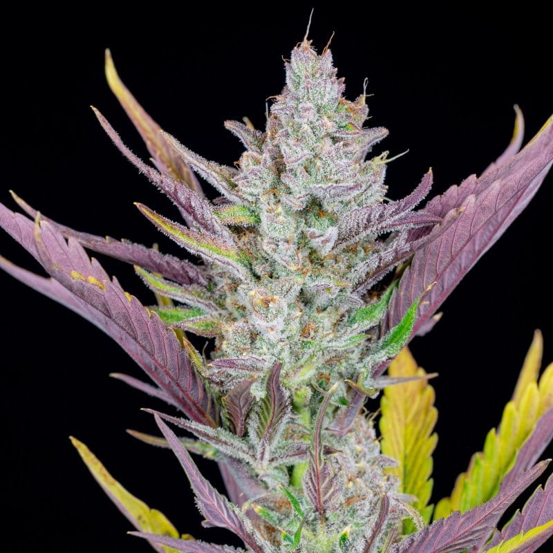 Wedding Glue Auto by FastBuds – Super Strength – Vanilla – Feminized – image 1 – Seed City