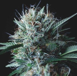 Wembley x Mendocino LIMITED EDITION Gold Line