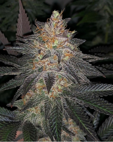 White Grapefruit Cookies by Oni Seed Co – Regular – 12/12 Photoperiod – Outdoor – image 2 – Seed City