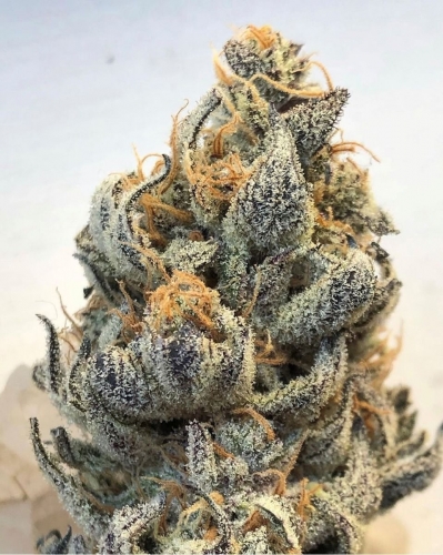 12/12 Photoperiod – Outdoor – Regular – White Grapefruit Cookies strain – image 3 – from Oni Seed Co via Seed City