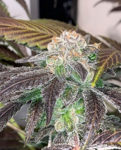 White Grapefruit Cookies from Oni Seed Co