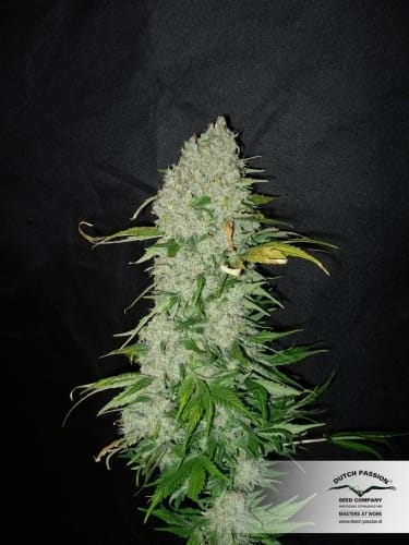 White Widow cannabis seeds – Guaranteed female plants – The End of October – 12/12 Photoperiod – image 2 from Seed City