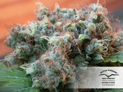 White Widow by Dutch Passion Seeds – Sativa-leaning – Guaranteed female plants – Super Strength – image 3 – Seed City