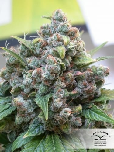 White Widow cannabis seeds – Suited for indoor growing – Super Strength – The End of October – image 4 from Seed City