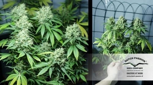 White Widow cannabis seeds – Guaranteed female plants – Super Strength – Sativa-leaning – image 5 from Seed City