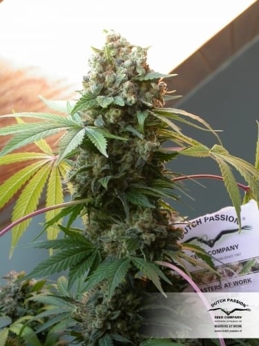 White Widow from Dutch Passion Seeds