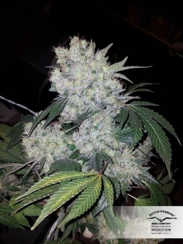 White Widow cannabis seeds – The End of October – Guaranteed female plants – 12/12 Photoperiod – image 7 from Seed City