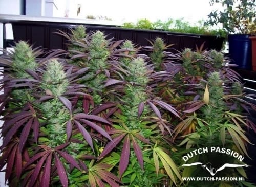 White Widow by Dutch Passion Seeds – Guaranteed female plants – Super Strength – 12/12 Photoperiod – image 8 – Seed City