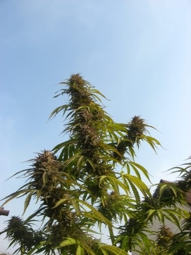 White Widow by Dutch Passion Seeds – Super Strength – Sativa-leaning – Suited for indoor growing – image 9 – Seed City