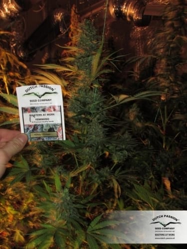White Widow cannabis seeds – Guaranteed female plants – 12/12 Photoperiod – Super Strength – image 10 from Seed City