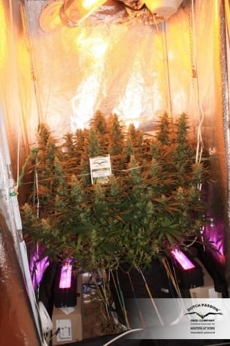 White Widow by Dutch Passion Seeds – Sativa-leaning – Super Strength – Suited for indoor growing – image 11 – Seed City