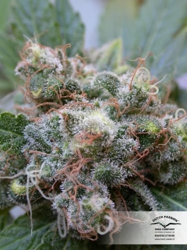 White Widow by Dutch Passion Seeds – 12/12 Photoperiod – Super Strength – Sativa-leaning – image 12 – Seed City