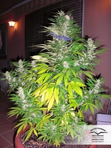 White Widow cannabis seeds – Sativa-leaning – 12/12 Photoperiod – The End of October – image 14 from Seed City