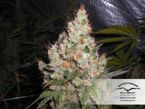 White Widow cannabis seeds – Suited for indoor growing – 12/12 Photoperiod – Sativa-leaning – image 15 from Seed City