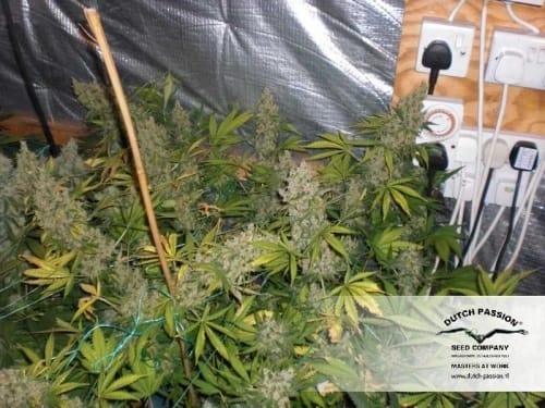 White Widow cannabis seeds – 12/12 Photoperiod – The End of October – Sativa-leaning – image 16 from Seed City