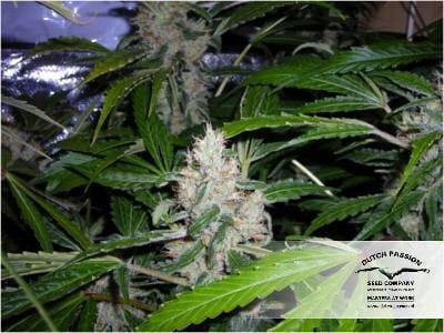 White Widow cannabis seeds – Sativa-leaning – The End of October – Super Strength – image 18 from Seed City