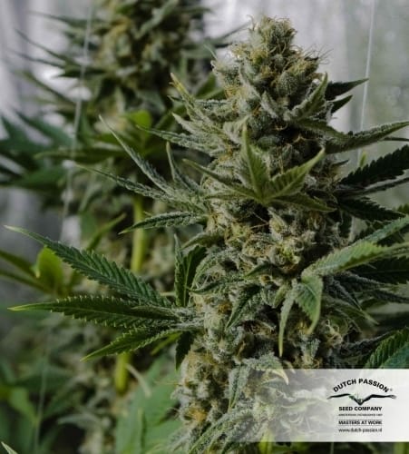 White Widow by Dutch Passion Seeds – Sativa-leaning – Suited for indoor growing – Super Strength – image 19 – Seed City