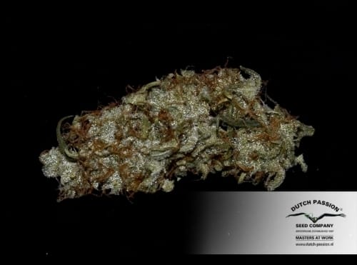White Widow cannabis seeds – The End of October – 12/12 Photoperiod – Super Strength – image 20 from Seed City