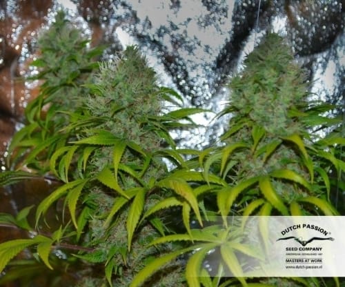 White Widow cannabis seeds – The End of October – Suited for indoor growing – Sativa-leaning – image 21 from Seed City