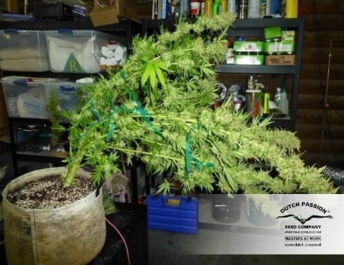 White Widow by Dutch Passion Seeds – Super Strength – Sativa-leaning – The End of October – image 22 – Seed City