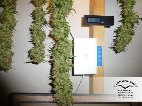 White Widow cannabis seeds – Guaranteed female plants – Sativa-leaning – 12/12 Photoperiod – image 23 from Seed City