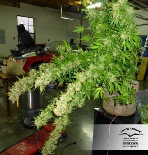 White Widow cannabis seeds – Super Strength – The End of October – Suited for indoor growing – image 24 from Seed City