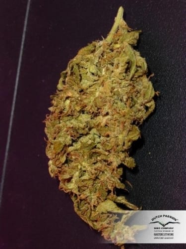 White Widow by Dutch Passion Seeds – Sativa-leaning – 12/12 Photoperiod – The End of October – image 25 – Seed City