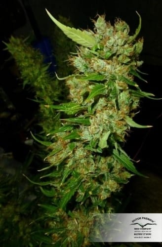 White Widow cannabis – image 26 – Seed City