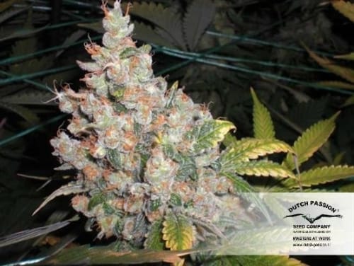 White Widow cannabis seeds – 12/12 Photoperiod – Super Strength – Suited for indoor growing – image 27 from Seed City