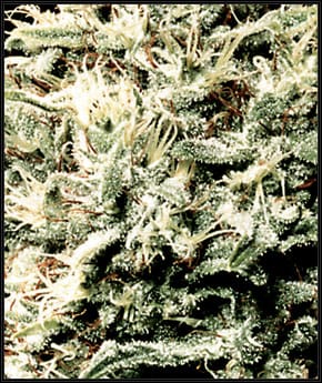 White Rhino by Green House Seeds – Short (up to 80cm) – Fruity – High Yielding – image 2 – Seed City