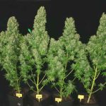 showing Sweet – Suited for indoor growing – Female seeds – image 1 – Seed City