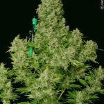 White Russian by Serious Seeds – Female seeds – Suited for indoor growing – Super Strength – image 3 – Seed City