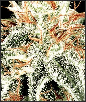 White Widow cannabis seeds – Guaranteed female plants – Outdoor cultivation – 12/12 Photoperiod – image 2 from Seed City