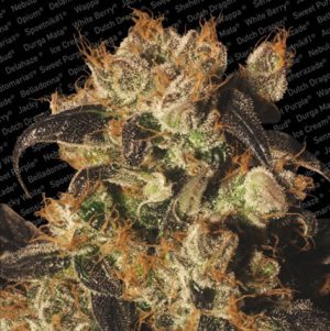White Berry cannabis seeds – Berry – Indoor-friendly – Mostly Indica – image 1 from Seed City
