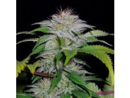 White Candy Auto from 710 Genetics