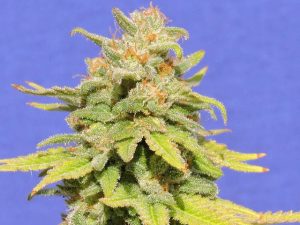 White Crystal Meth Auto from Original Sensible Seeds