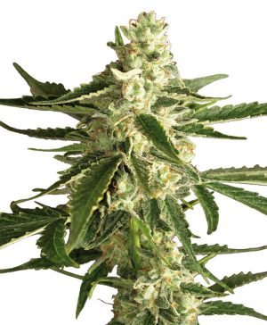 Image 1 of White Diesel Haze Automatic cannabis by White Label Seeds – Sour – Feminized – Cerebral – Seed City