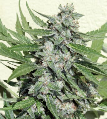 showing Sweet – Short (up to 80cm) – Auto-Flowering – image 2 – Seed City