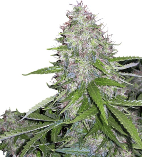 White Dwarf from Buddha Seeds
