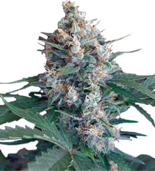 showing Short (up to 80cm) – Female seeds – Indica Dominant – image 3 – Seed City