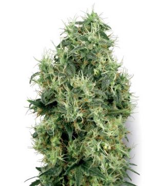 Indica Dominant – Guaranteed female plants – Sweet – White Gold strain – image 1 – from White Label Seeds via Seed City