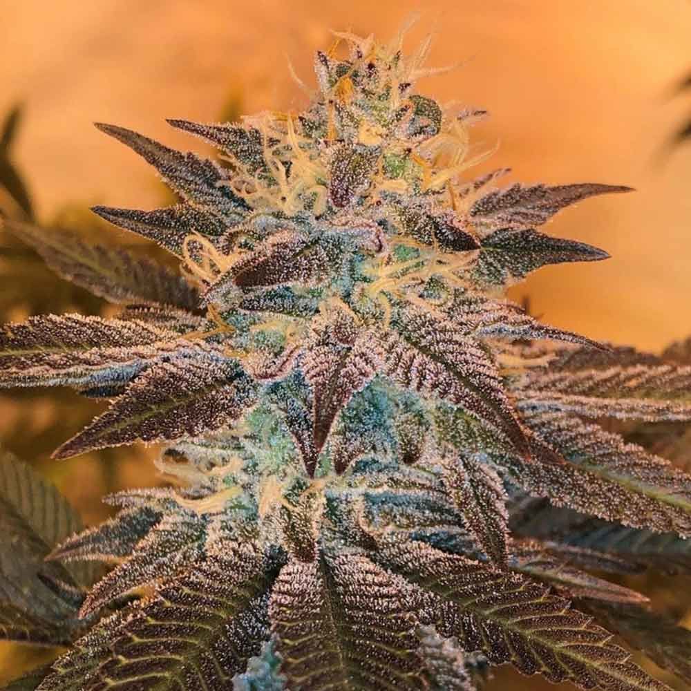 12/12 Photoperiod – Regular – Citrus – White Grapefruit Cookies strain – image 1 – from Oni Seed Co via Seed City