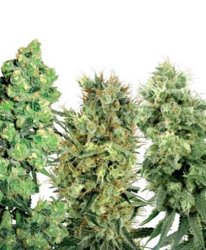 White Label Female Mix cannabis – image 1 – Seed City