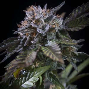 White Noise from Paradise Seeds